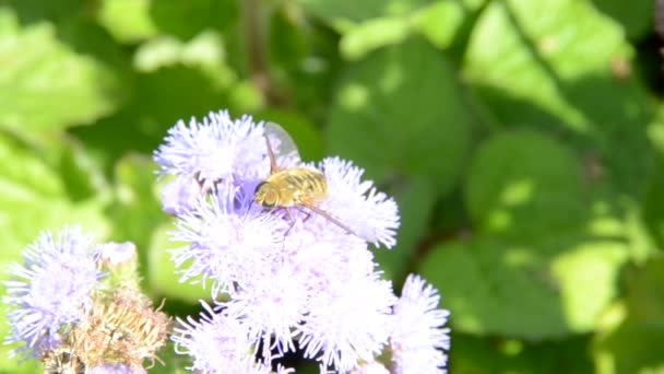 Virág Méhekkel Természet Megörökítése — Stock videók