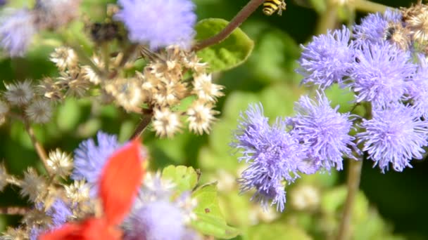 Květina Včelami Natáčení Přírody — Stock video