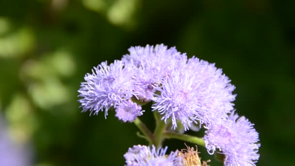 Flor Con Abeja Disparos Naturaleza — Vídeo de stock