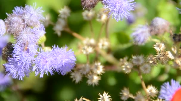 Květina Včelami Natáčení Přírody — Stock video