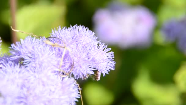 Fiore Con Ape Sparatoria Della Natura — Video Stock