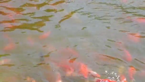 Goldfish Shooting Nature — Stock Video