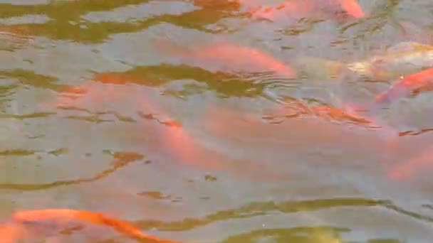 Pesce Rosso Sparatoria Della Natura — Video Stock