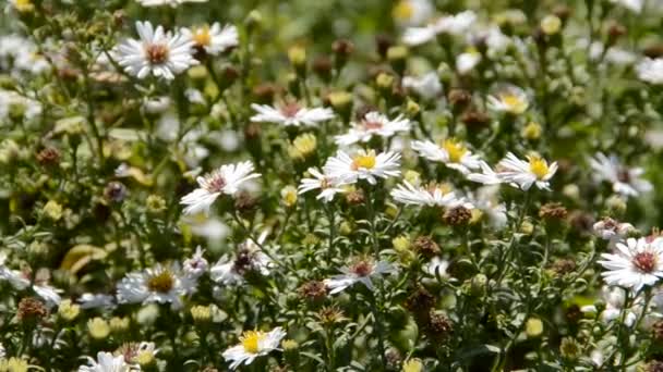 Bloem Met Bij Schieten Van Natuur — Stockvideo