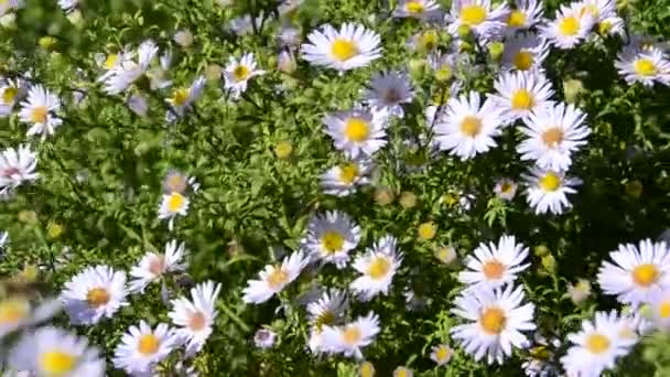 蜜蜂的花朵 射击的性质 — 图库视频影像