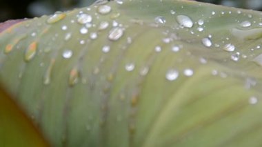 Yeşil yapraklı, yağmur damlalı. Doğanın çekim gücü.