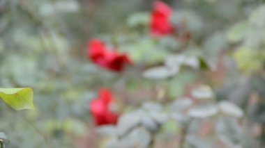 Bahçedeki güzel pembe gül