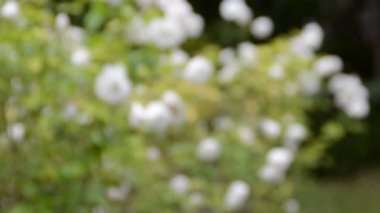 Bahçedeki güzel pembe gül