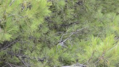 Çam, kürk ağacı. Doğanın çekim gücü.