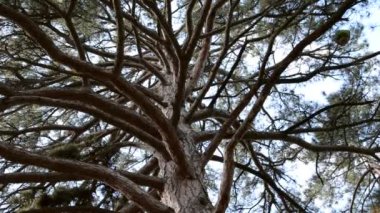 Çam, kürk ağacı. Doğanın çekim gücü.