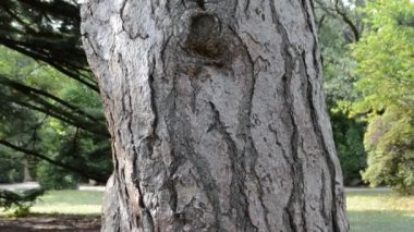 Çam, kürk ağacı. Doğanın çekim gücü.