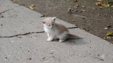 Kedi. Doğanın çekim gücü.