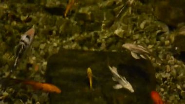 Balıklı akvaryum. Hayvanat bahçesinde çekim.