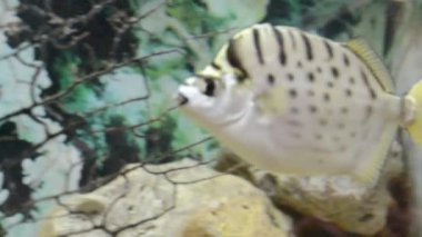 Balıklı akvaryum. Hayvanat bahçesinde çekim.