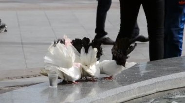 Güvercin. Çeşmeye ateş ediyorlar..