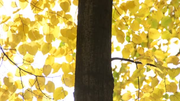Sonbahar Yaprakları Doğanın Çekim Gücü — Stok video