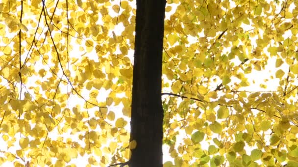 Sonbahar Yaprakları Doğanın Çekim Gücü — Stok video