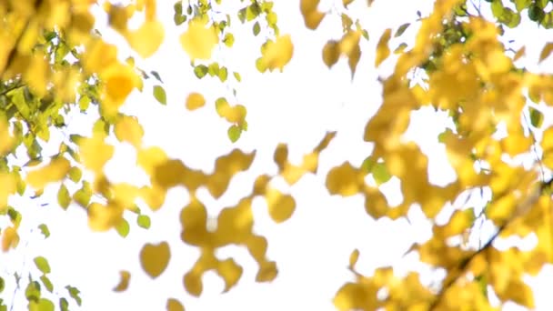 Autumn Leaves Shooting Nature — Stock Video