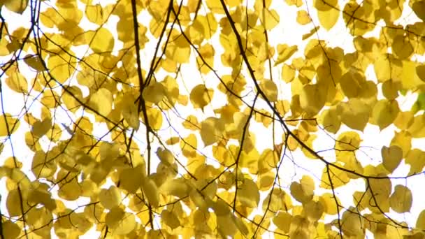 Herfstbladeren Schieten Van Natuur — Stockvideo