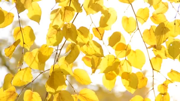 Foglie Autunnali Sparatoria Della Natura — Video Stock