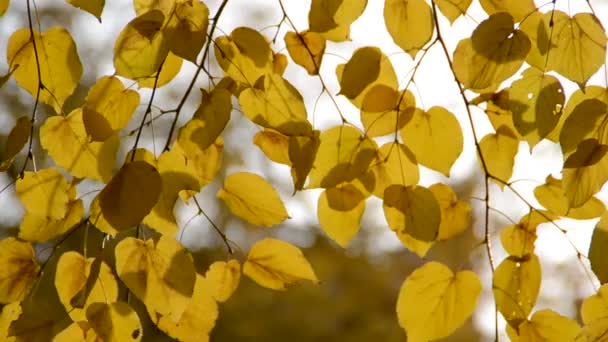 Folhas Outono Tiroteio Natureza — Vídeo de Stock