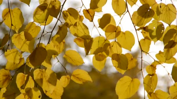 Herfstbladeren Schieten Van Natuur — Stockvideo