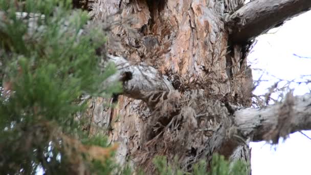 Tall Pälsträd Fotografering Naturen — Stockvideo