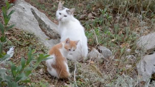 Kočka Natáčení Přírody — Stock video