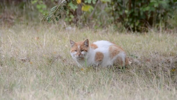 Cat Shooting Nature — Stock Video