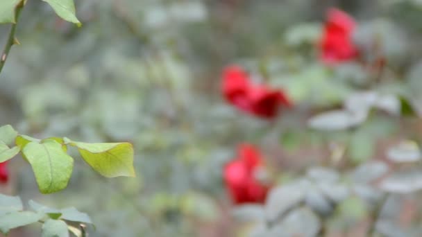 Belle rose rose dans un jardin