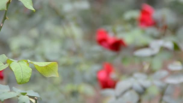 Schöne Rosa Rose Einem Garten — Stockvideo