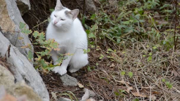 Gato Tiroteio Natureza — Vídeo de Stock