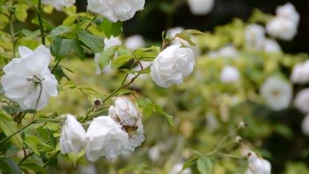 Prachtige Roze Roos Een Tuin — Stockvideo