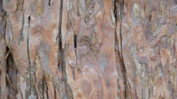 Pinheiro Árvore Pêlo Tiroteio Natureza — Vídeo de Stock