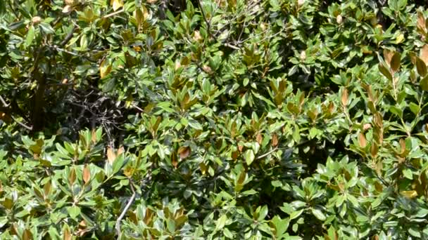 Au parc. Tournage de la nature .