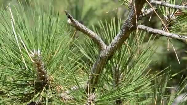 Dennenboom Pelsboom Schieten Van Natuur — Stockvideo