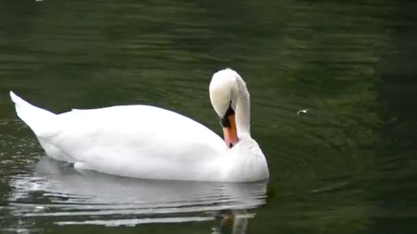 Cisne Blanco Disparos Naturaleza — Vídeo de stock