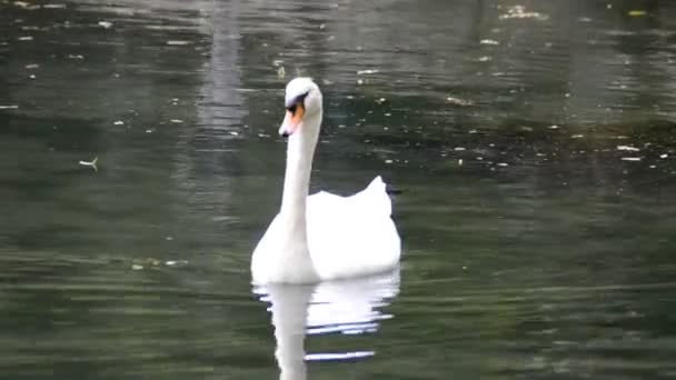 White Swan Shooting Nature — Stock Video