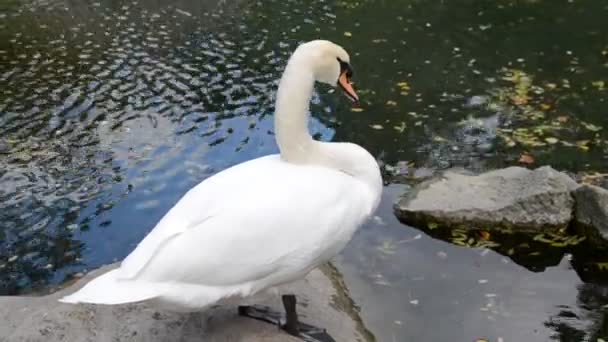 Cisne Blanco Disparos Naturaleza — Vídeo de stock