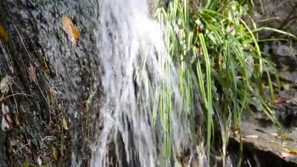 Stürzt Aufnahmen Der Natur — Stockvideo