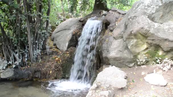 Cai Tiroteio Natureza — Vídeo de Stock