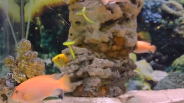 Aquarium Avec Poissons Tournage Dans Zoo — Video