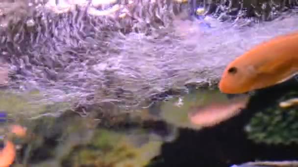 Aquário Com Peixes Tiro Zoológico — Vídeo de Stock