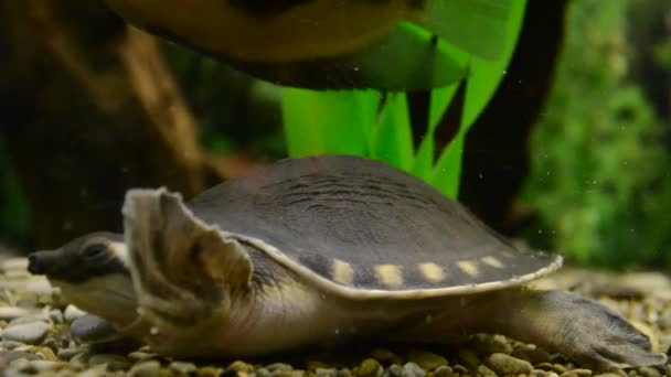Aquarium Mit Fischen Schießerei Zoo — Stockvideo