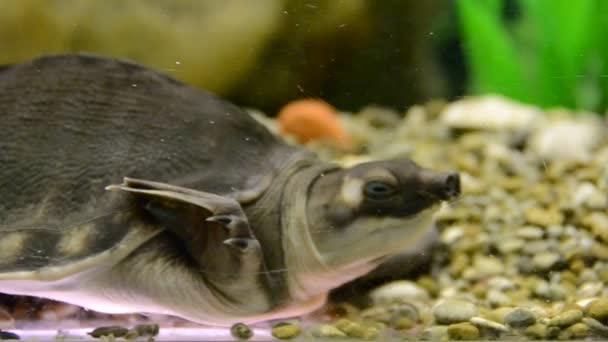 Aquarium Fishes Shooting Zoo — Stock Video