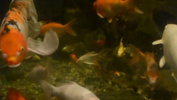 Aquarium Avec Poissons Tournage Dans Zoo — Video