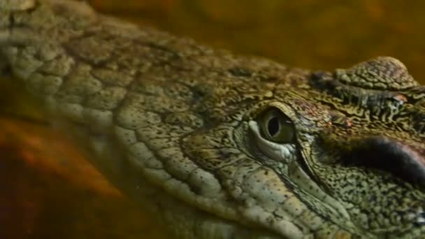 Krokodil Schieten Een Dierentuin — Stockvideo