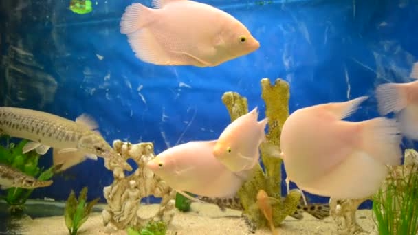 Aquarium Avec Poissons Tournage Dans Zoo — Video