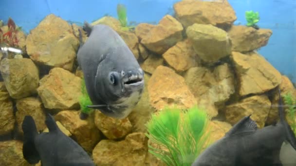 물고기가 수족관 동물원에서의 — 비디오