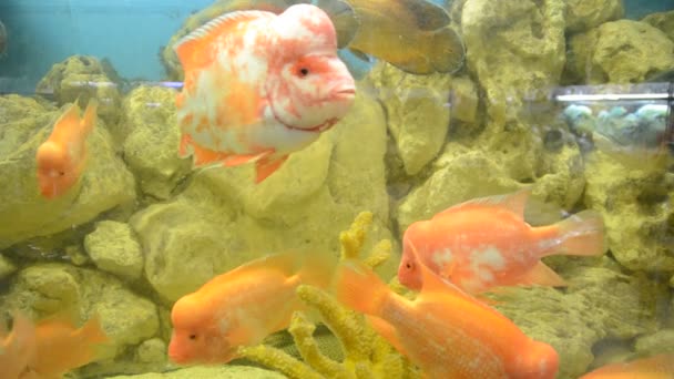 Акваріум Рибами Стрілянина Зоопарку — стокове відео